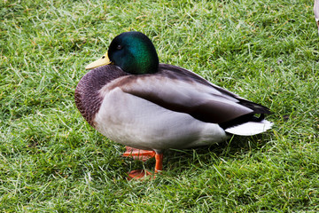 Duck on a meadow