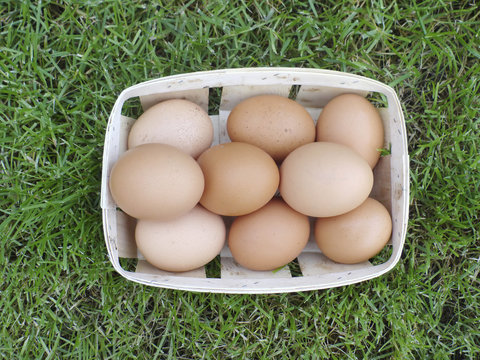 Eggs in a basket on a grass