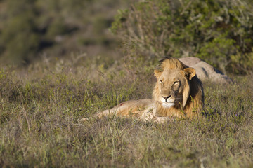 Lion relaxes on grassland