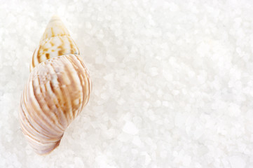 Obraz na płótnie Canvas Seashell on bath salt