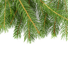 fir-tree