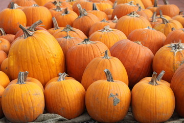 Pumpkins, Pumpkins, Pumpkins II