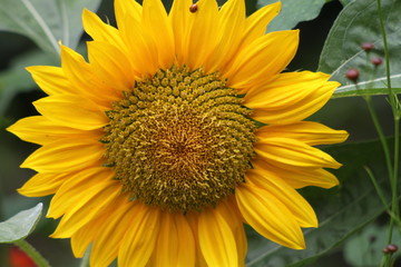 Fototapeta premium Tournesol