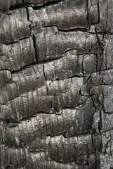 Tree bark texture - detail