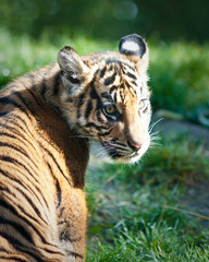 Tiger cub