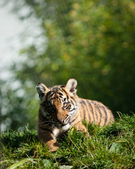 Tiger cub