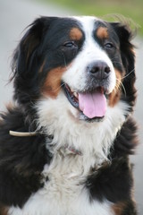 Berner Sennenhund
