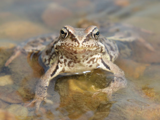 Toad