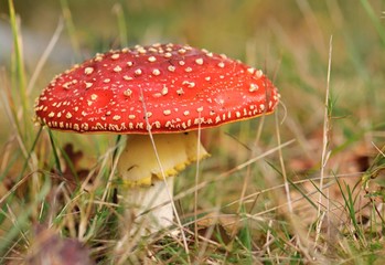 Amanite tue-mouches 2