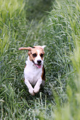 Beagle in einem Kornfeld