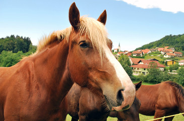 Obraz premium Horse