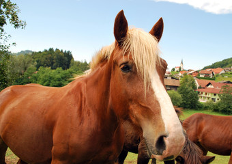 Obraz premium Brown horse mare