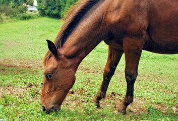 Horse eating grass