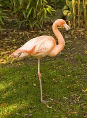 Beautiful portrait of pink flamingo with vibrant colors