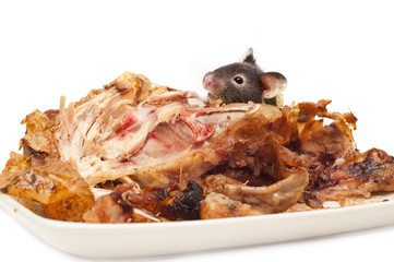 rodent eating cooked chicken isolated
