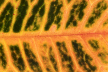 Ficus leaf texture, back light