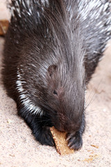 Brot fressendes Stachelschwein