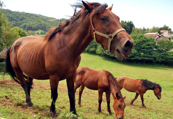 Fototapeta premium Horse