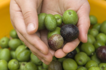 cueillette des olives