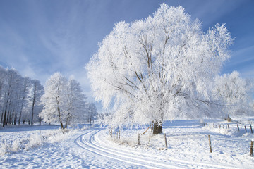 Trees in frost
