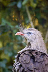 Beautiful close up portrait of red legged seriama