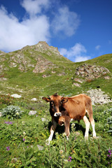 Fototapeta na wymiar Young bull calf in green grass.Caucasus mountains.