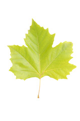 ahornblatt - freigestellt