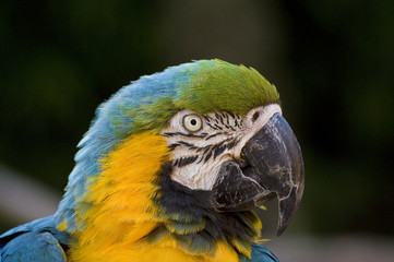Stunning close up portrait of green winged macaw