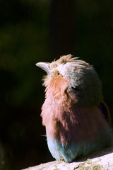 Beautiful close up portrait of lilac breasted roller