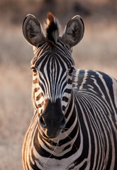 Fototapeta na wymiar Zebra na zmierzchu w słabym świetle jedzenia suchej trawy