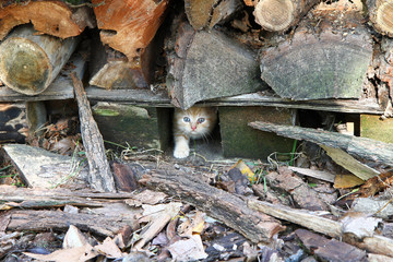 gattino nella legnaia