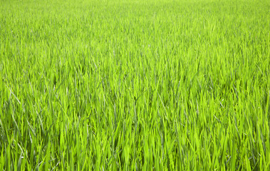 Bali rice field