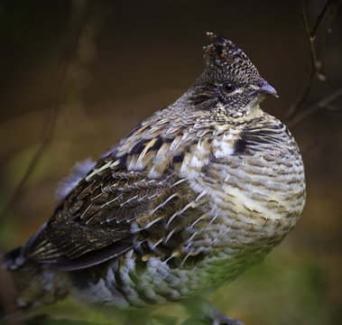ruffed grouse perdrix