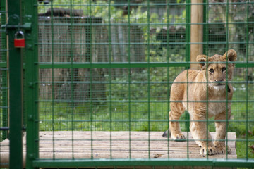 Lion Cub in Zoo