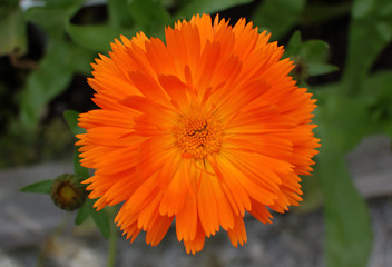 Marigold Calendula officinalis