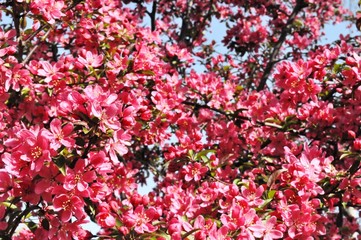 Pink flowers on tree
