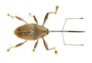 Curculio camelliae, weevil of Japan © seiyoh