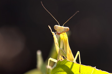 Closed up mantis for background or others purpose use