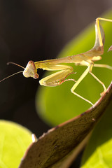 Closed up mantis for background or others purpose use