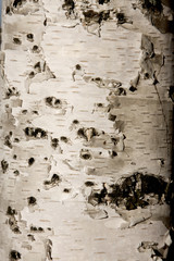 Bark of white birch close-up