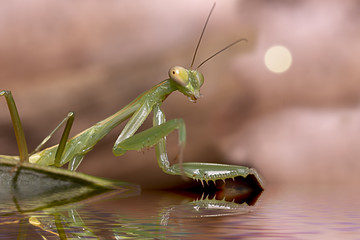 Closed up mantis for background or others purpose use