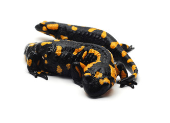 Obraz premium salamander isolated