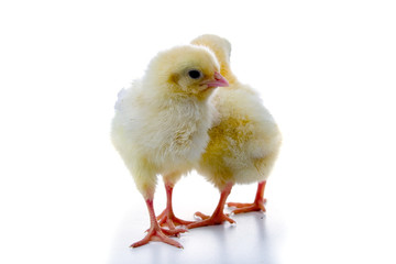 Yellow chickens