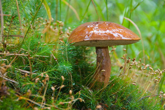 Large ripe Boletus mushroom