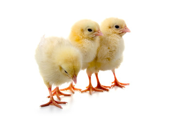 Yellow chickens