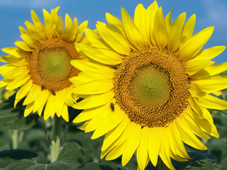 Two Sunflowers