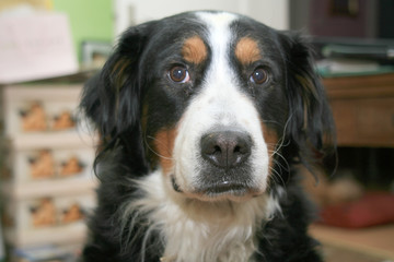 Berner Sennenhund