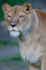 Close-up portrait of a majestic lioness (Panthera Leo)