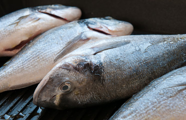 Fresh giltheads fish on grill
