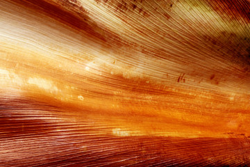 écorce naturelle de palmier